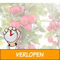 Set van 2 Appletini appelbomen