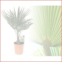 Aziatische waaierpalm