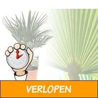 Aziatische waaierpalm