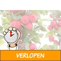 Set van 2 Appletini appelbomen