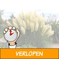 Set van 3 Pampas siergrassen