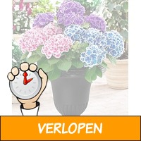 Veiling: Set van 3 Dubbelkleurige Hortensia's