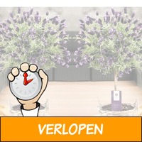 Set van 2 Fleurige Lavendelboompjes incl. Rieten Manden