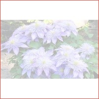 Clematis Crystal Fountain