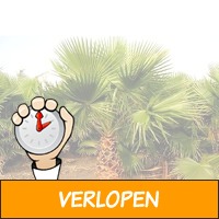 3 verschillende outdoor palmbomen