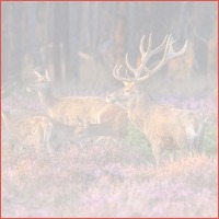 4 dagen op de Veluwe