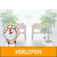 Set van 2 Pachira geldbomen