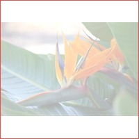 Strelitzia Reginae paradijsvogelplant