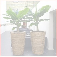 Veiling: 2 tropische bananenplanten