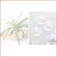 Trendy Tillandsia luchtplanten