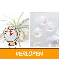 Trendy Tillandsia luchtplanten