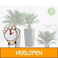 Subtropische Cycas King Sago palmbomen