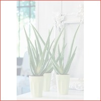 Veiling: 2 x Aloe Vera planten