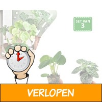 Set van 3 tiny planten