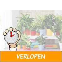 Set van 3 verschillende kamerplanten