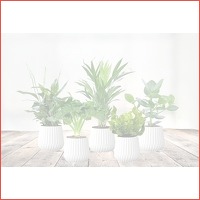 Mix van 5 luchtzuiverende planten