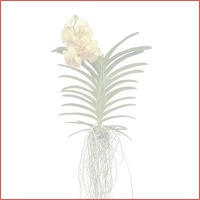 Vanda Yellow Henna 70 cm