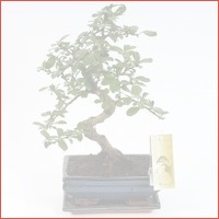 Bonsai Carmona S vorm 20 cm