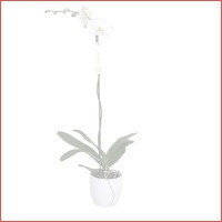 Phalaenopsis Grandiflora Tsarine 1 tak