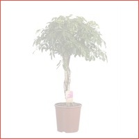 Schefflera Compacta