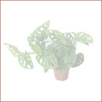 Monstera Monkey Mask pot 12 cm