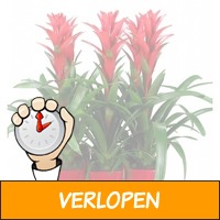 Guzmania Ostara met sierpot