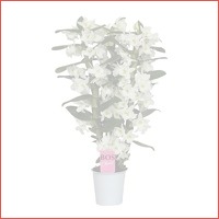 Dendrobium Nobile Classic Apollon 3 tak