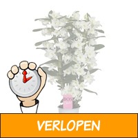 Dendrobium Nobile Classic Apollon 3 tak