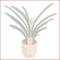 Clivia Miniata in waterhyacint mand (ora..