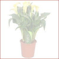 Zantedeschia Calla Sunclub geel 5 en blo..