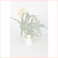 Orchideeen Brassia Orange Delight 1 tak