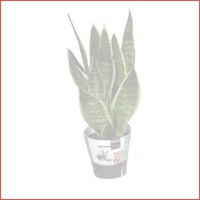 Sansevieria Futura Superba