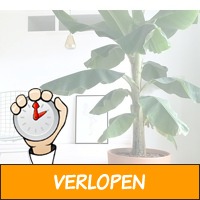 Mix van 4 exotische kamerplanten