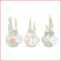 Amaryllis No Water Flowers Waxz Art Pica..