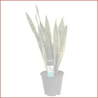 Sansevieria Laurentii pot 19 cm