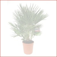 Chamaerops Humilis