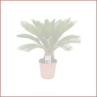 Cycas Revoluta 70 cm