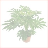 Fatsia Spiderweb tuinplant