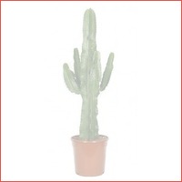 Cactus Euphorbia Ingens