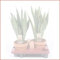 Sansevieria Terracotta met schotel gemen..