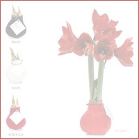 Amaryllis Velvet Touch