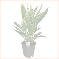 Cordyline New Conga 3 stekken