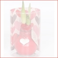 Amaryllis Waxz Valentijn met hartje in k..