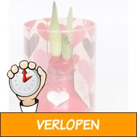 Amaryllis Waxz Valentijn met hartje in koker