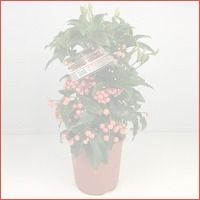 Ardisia Crenata Roze - Valentijn