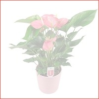 Anthurium Pink Explosion