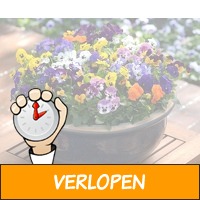 Set van 36 Violen