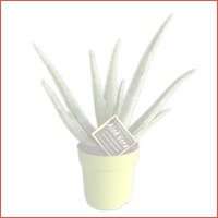 Aloe Vera pot 12 cm