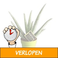 Aloe Vera pot 12 cm