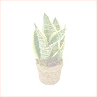 Kokodama Sansevieria Yellow Stripe